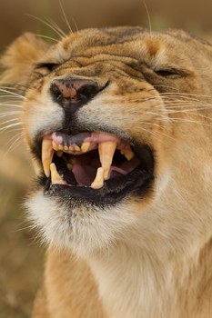 lion snarl yawn